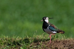 Čejka chocholatá  (Vanellus vanellus )