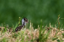 Čejka chocholatá  (Vanellus vanellus )