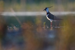 Čejka chocholatá  (Vanellus vanellus )