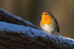 Červenka obecná ( Erithacus rubecula )