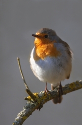 Červenka obecná  ( Erithacus rubecula )