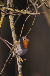 Červenka obecná  ( Erithacus rubecula )