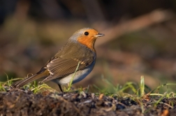 Červenka obecná  ( Erithacus rubecula )