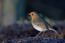 Červenka obecná  ( Erithacus rubecula )