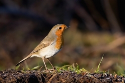 Červenka obecná  ( Erithacus rubecula )