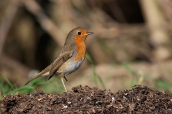 Červenka obecná  ( Erithacus rubecula )