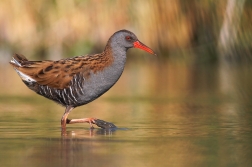 Chřástal vodní ( Rallus aquaticus )