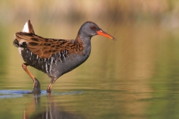 Chřástal vodní ( Rallus aquaticus )