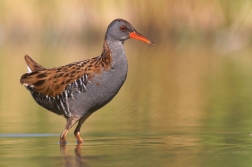 Chřástal vodní ( Rallus aquaticus )