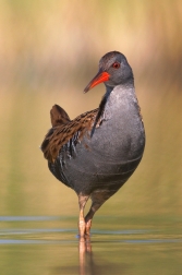 Chřástal vodní ( Rallus aquaticus )