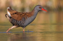 Chřástal vodní ( Rallus aquaticus )