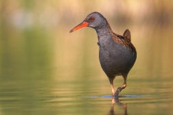 Chřástal vodní ( Rallus aquaticus )