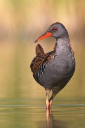 Chřástal vodní ( Rallus aquaticus )