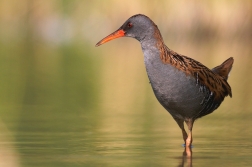 Chřástal vodní ( Rallus aquaticus )