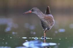 Chřástal vodní ( Rallus aquaticus )