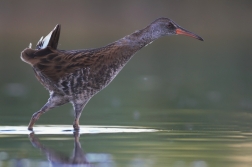 Chřástal vodní ( Rallus aquaticus )