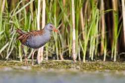 Chřástal vodní ( Rallus aquaticus )