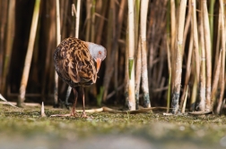 Chřástal vodní ( Rallus aquaticus )