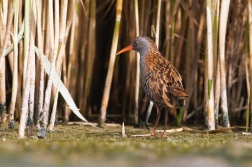 Chřástal vodní ( Rallus aquaticus )