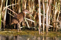 Chřástal vodní ( Rallus aquaticus )