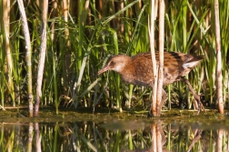 Chřástal vodní ( Rallus aquaticus )