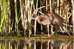 Chřástal vodní ( Rallus aquaticus )