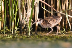 Chřástal vodní ( Rallus aquaticus )