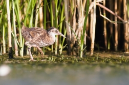 Chřástal vodní ( Rallus aquaticus )