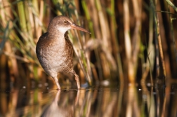 Chřástal vodní ( Rallus aquaticus )