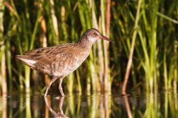 Chřástal vodní ( Rallus aquaticus )