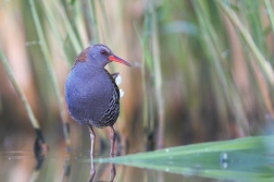 Chřástal vodní ( Rallus aquaticus )