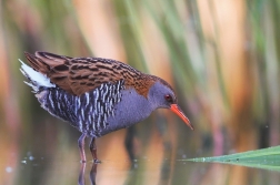 Chřástal vodní ( Rallus aquaticus )