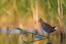 Chřástal vodní ( Rallus aquaticus )