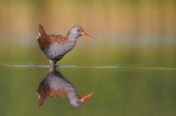 Chřástal vodní ( Rallus aquaticus )