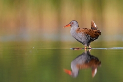 Chřástal vodní ( Rallus aquaticus )