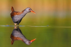 Chřástal vodní ( Rallus aquaticus )