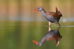 Chřástal vodní ( Rallus aquaticus )