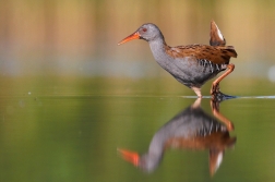 Chřástal vodní ( Rallus aquaticus )