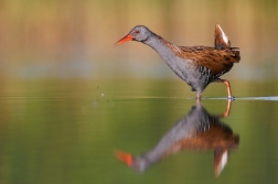 Chřástal vodní ( Rallus aquaticus )