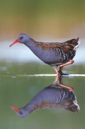 Chřástal vodní ( Rallus aquaticus )