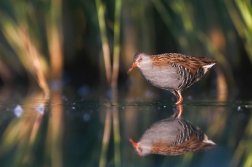 Chřástal vodní ( Rallus aquaticus )