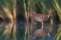 Chřástal vodní ( Rallus aquaticus )