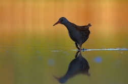 Chřástal vodní ( Rallus aquaticus )