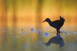 Chřástal vodní ( Rallus aquaticus )