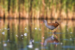 Chřástal vodní ( Rallus aquaticus )