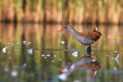 Chřástal vodní ( Rallus aquaticus )