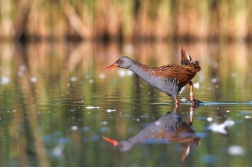 Chřástal vodní ( Rallus aquaticus )