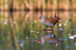 Chřástal vodní ( Rallus aquaticus )