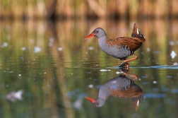 Chřástal vodní ( Rallus aquaticus )