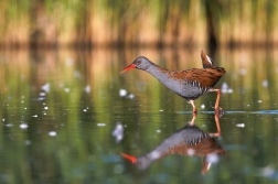 Chřástal vodní ( Rallus aquaticus )